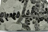 Carboniferous Fossil Fern (Odontopteris) - France #383550-1
